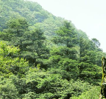 Abete di Ziyuan – 10 Semi, Specie Rara, Cinese, Collezionismo, Facile da Coltivare, Alta Germinabilità, Non-GMO