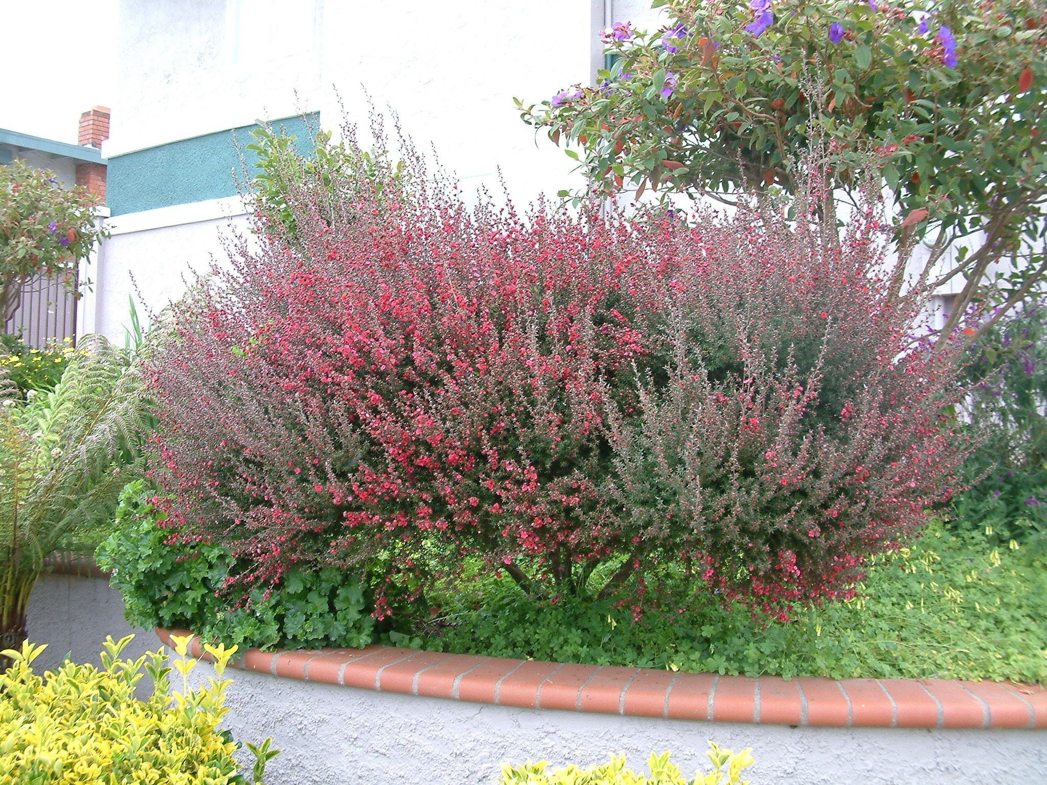 10 Semi di Leptospermum Burgundy Queen Leptospermum scoparium Burgundy Queen – Semi Freschi, Alta Germinabilità, No-GMO