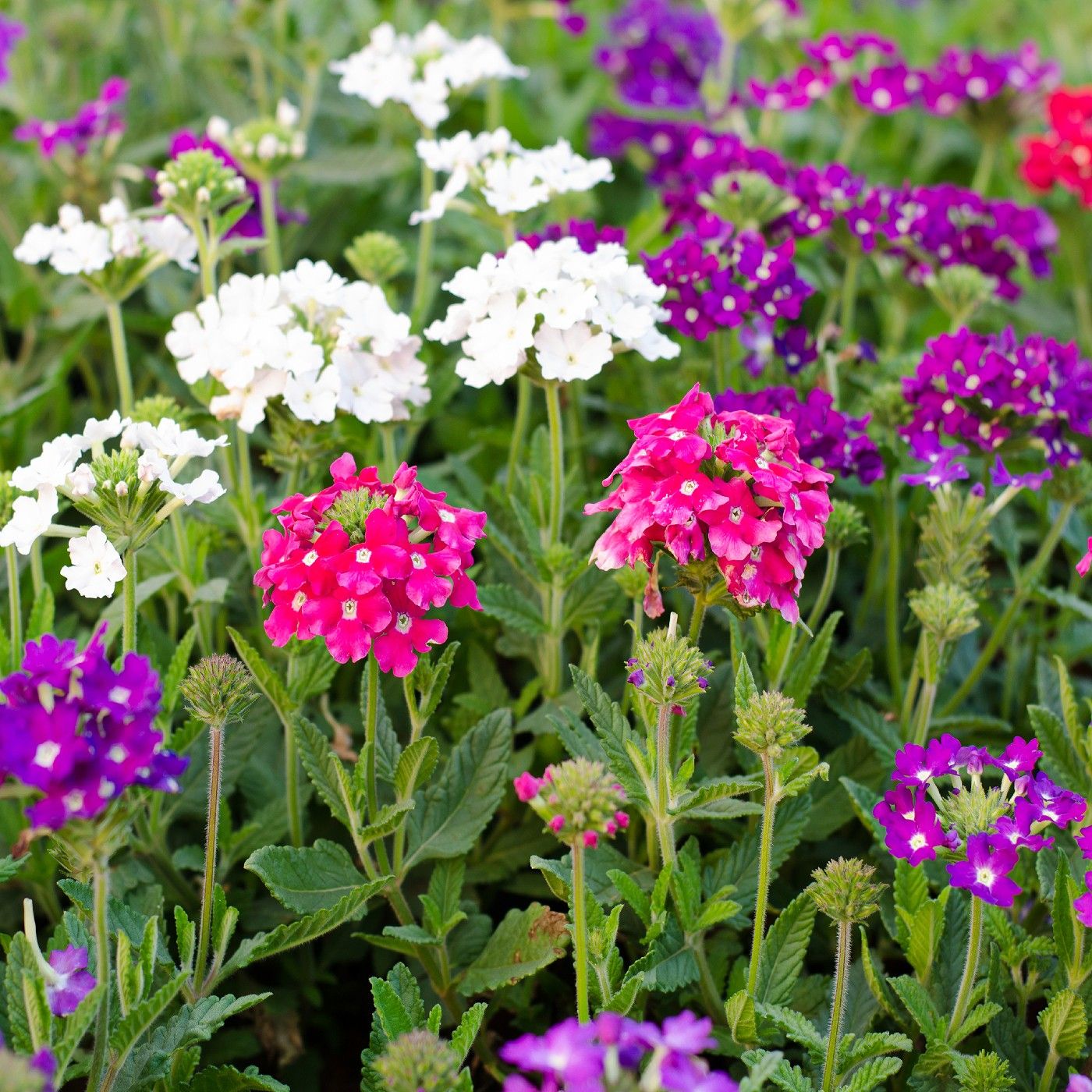 10 Semi di Verbena Verbena hybrida – Semi Freschi, Alta Germinabilità, No-GMO