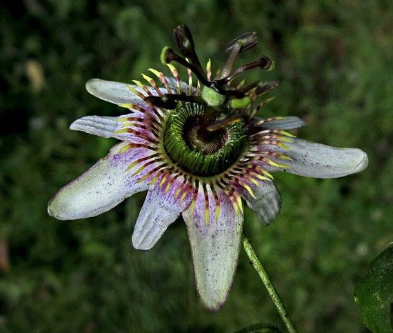 10 Semi di Passiflora Alnifolia – Semi Freschi, Alta Germinabilità, No-GMO