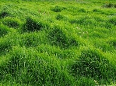 Kikuyo – 10,000 Seeds, Vigorous Tropical Lawn, Maximum Water Resistance, Rustic, Easy to Grow, High Germination, Non-GMO