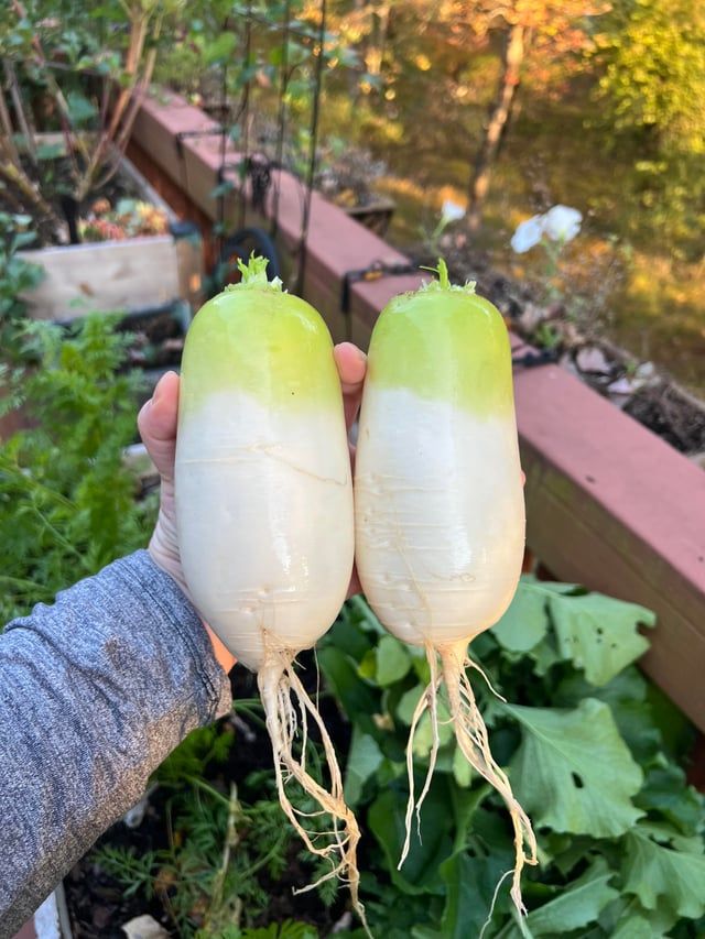 Ravanello Daikon – 10 Semi, Grande Radice Bianca, Gusto Piccante e Digestivo, Produttivo, Facile da Coltivare, Alta Germinabilità, Non-GMO