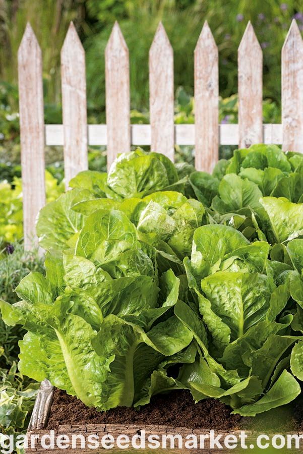 Lattuga Romana Valmaine – 30 Semi, Cespo Eretto, Foglia Verde Scuro, Cucina, Facile da Coltivare, Alta Germinabilità, Non-GMO