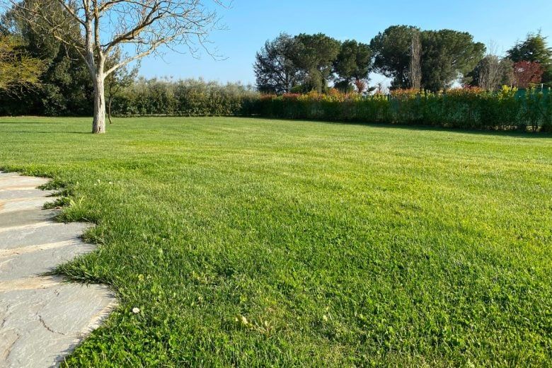 Prato Calpestabile – 10.000 Semi, Alta Resistenza al Passaggio, Ideale per Famiglie e Giardini, Robusto, Facile da Coltivare, Alta Germinabilità, Non-GMO