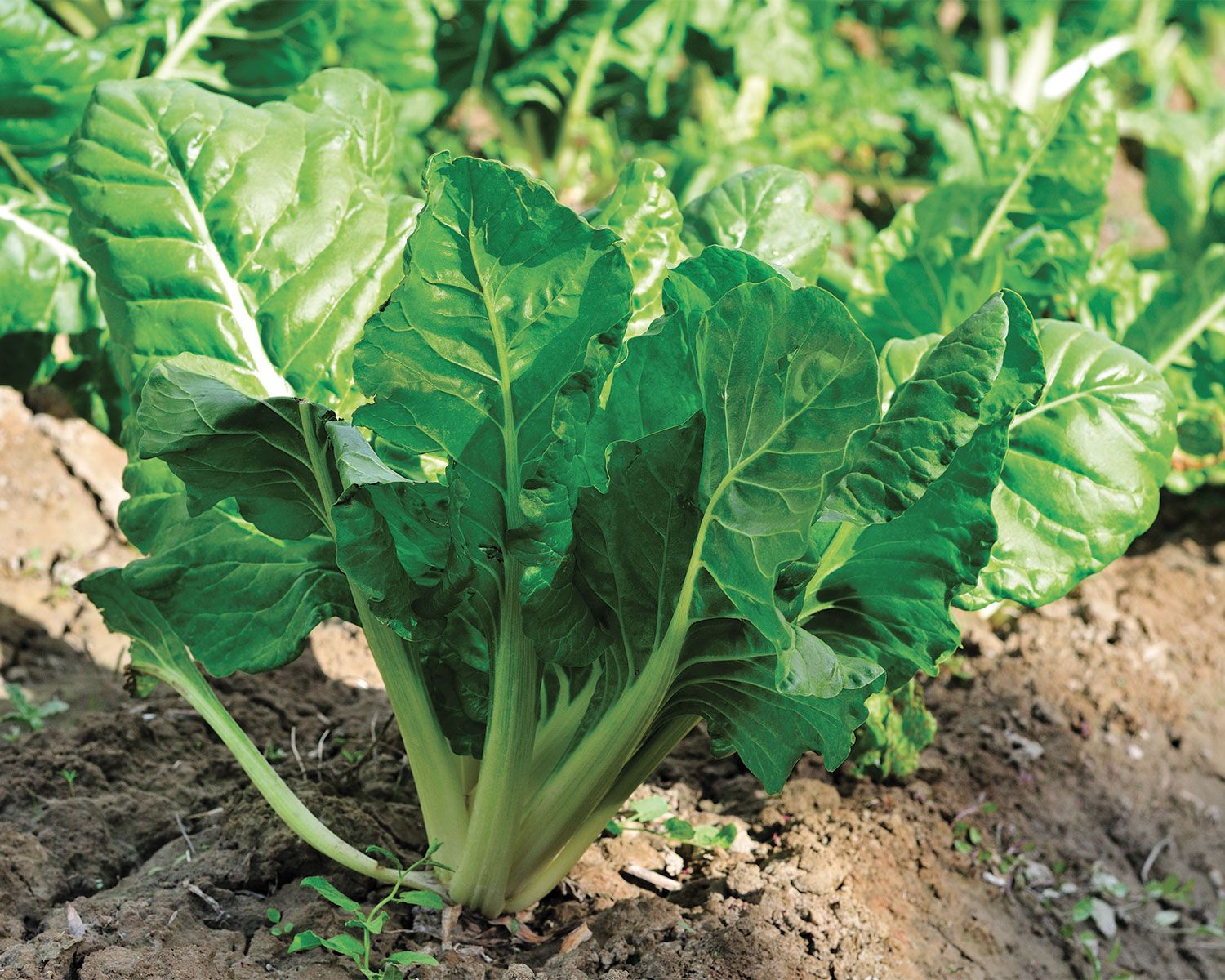 Bieta Liscia Verde da Taglio – 50 Semi, Crescita Rapida, Foglia Media, Erbette, Facile da Coltivare, Alta Germinabilità, Non-GMO