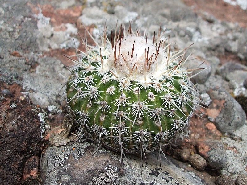 Parodia neohorstii - 10 Semi – Alta Germinabilità, Varietà Selezionata, Non-GMO