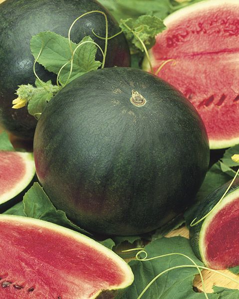 Anguria Sugar Baby – 20 Semi, Dolce e Compatta, Polpa Rossa, Ideale per Orto, Facile da Coltivare, Alta Germinabilità, Non-GMO