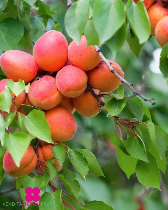 Albicocco Reale d’Imola – 10 Semi, Eccellenza Italiana, Polpa Dolce e Aromatica, Tradizionale, Facile da Coltivare, Alta Germinabilità, Non-GMO
