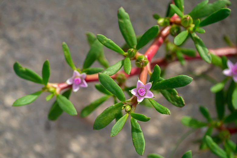 Sesuvium - 10 Seeds – High Germinability, Selected Variety, Non-GMO