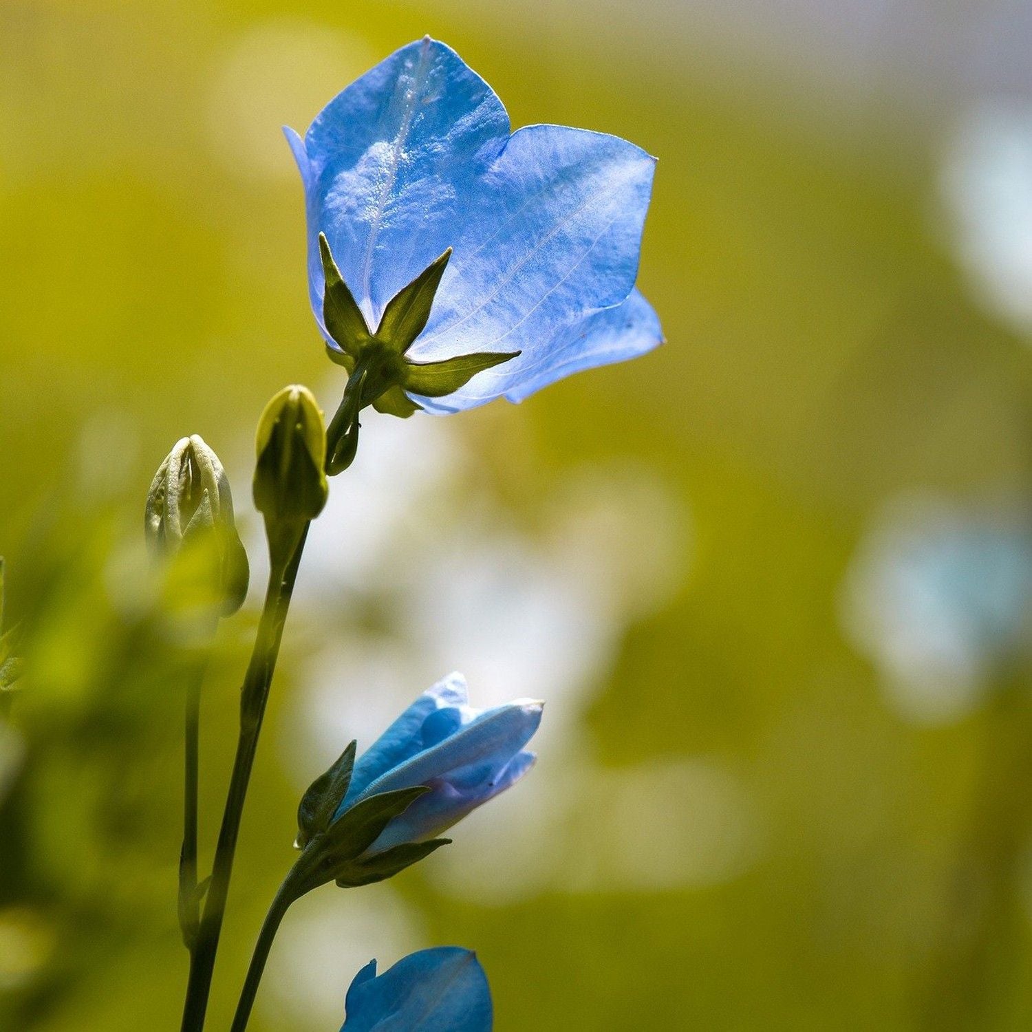 Campanula Carpatica Blu – 10 Semi, Tappeto di Fiori, Colore Blu Intenso, Perenne, Facile da Coltivare, Alta Germinabilità, Non-GMO