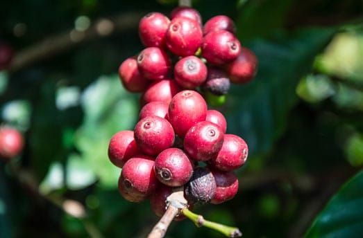 Caffè Robusta – 10 Semi, Alta Caffeina, Crema Densa, Pianta Forte, Facile da Coltivare, Alta Germinabilità, Non-GMO