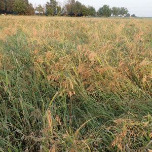 80 Semi di Miglio Biondo Unikum (Panicum miliaceum) – Semi Freschi, Alta Germinabilità, No-GMO