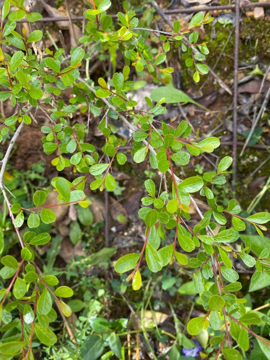Tamujo – 10 Semi, Zone Fluviali, Raro, Esterno, Facile da Coltivare, Alta Germinabilità, Non-GMO