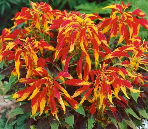 Amaranto Illumination – 30 Semi, Arancio e Rosso, Vivace, Aiuole, Facile da Coltivare, Alta Germinabilità, Non-GMO