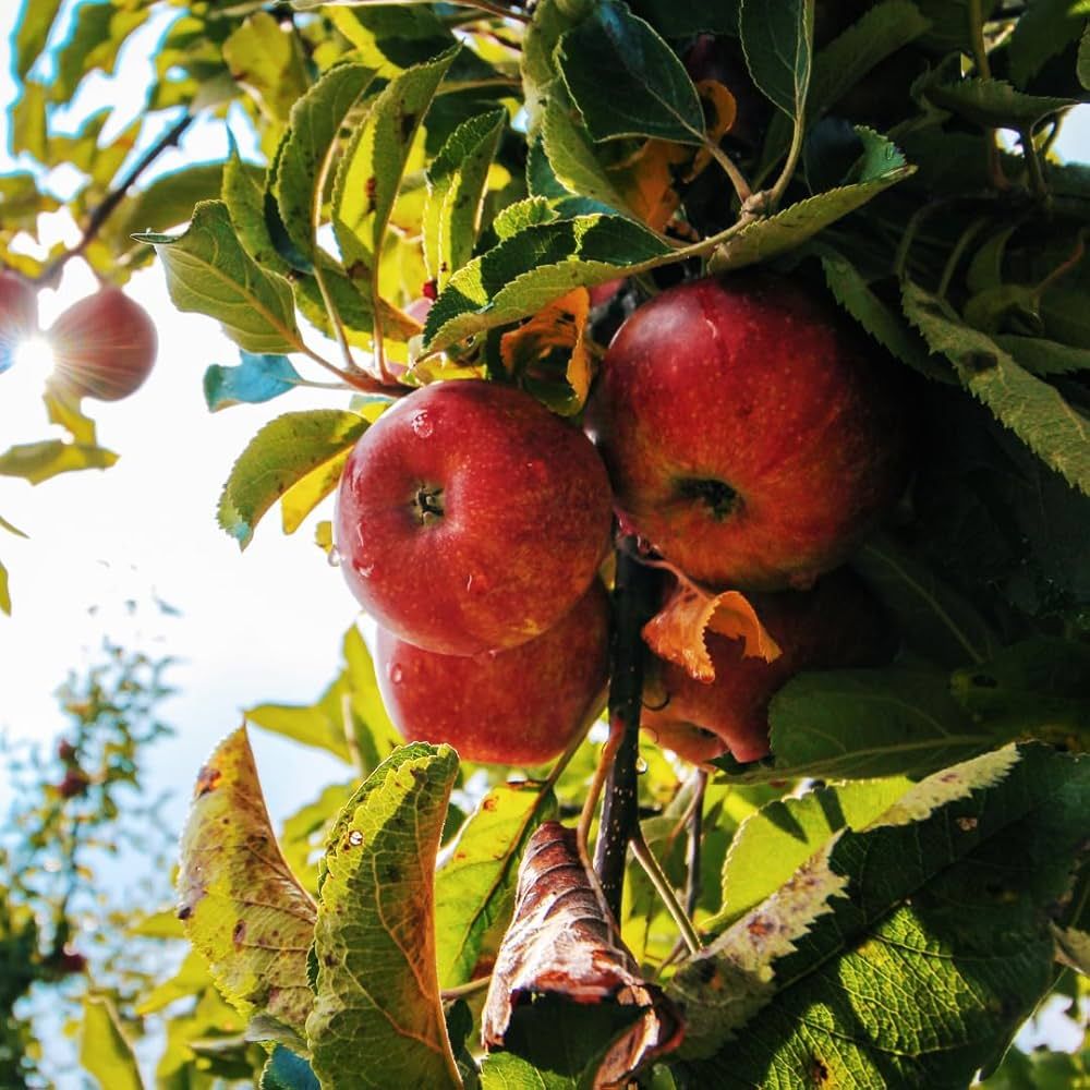 Super Starking Apple Tree – 10 Seeds, Large, Late Fruit, Very Sweet, Ripens Late September, Easy to Grow, Non-GMO