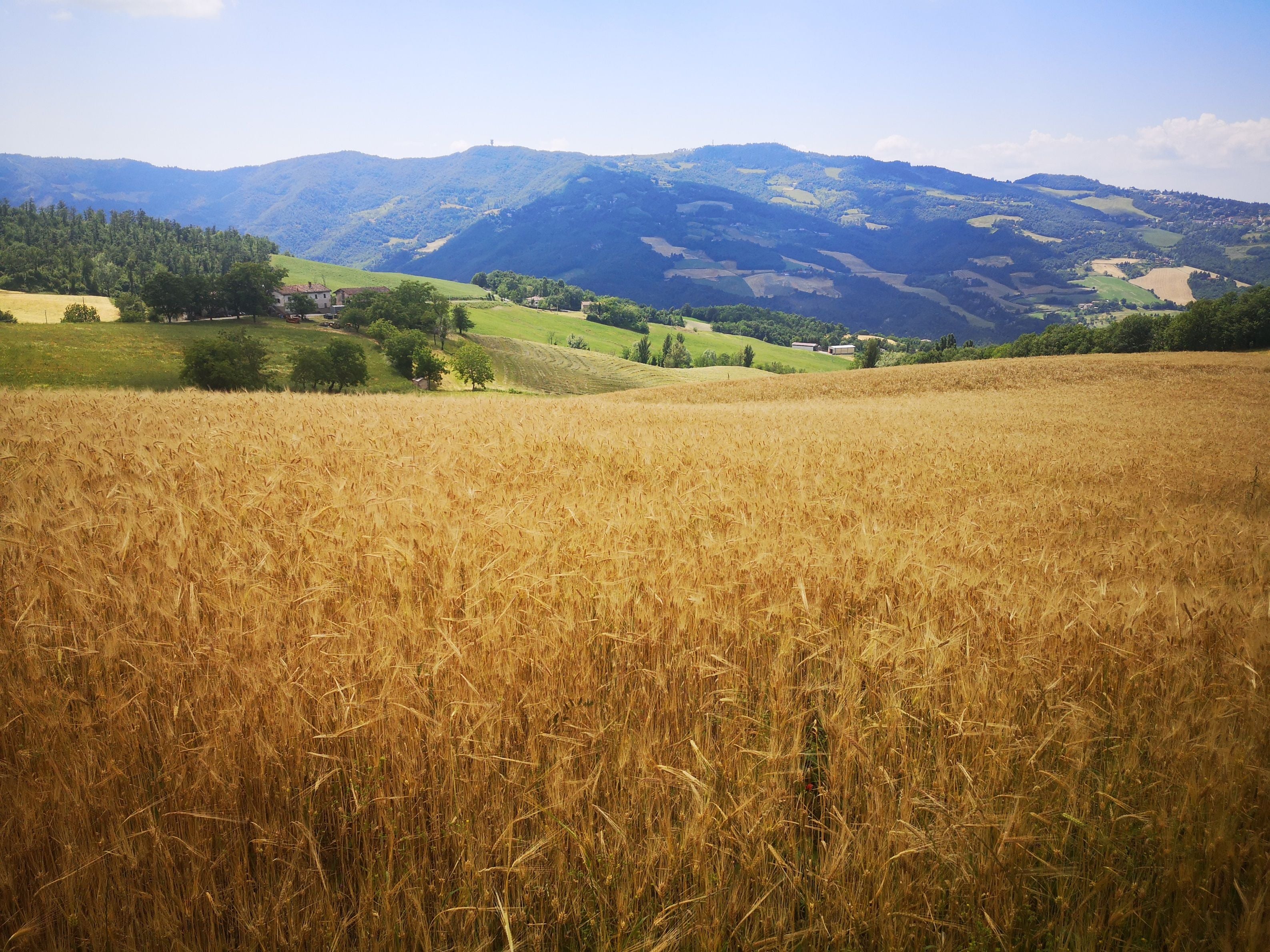 80 Semi di Orzo Popolazione Mix 48 – Semi Freschi, Alta Germinabilità, No-GMO