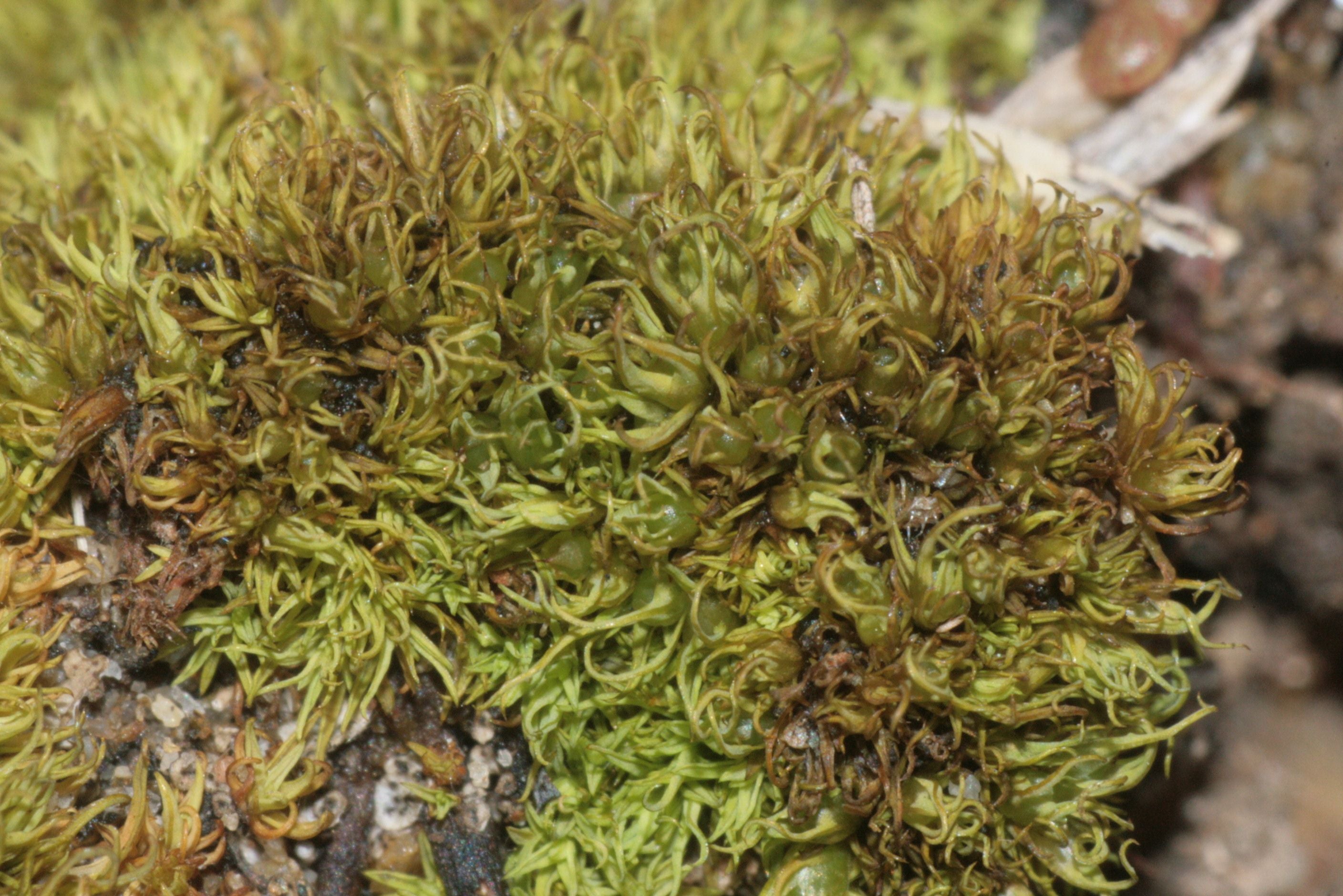 Mossia - 10 Semi – Alta Germinabilità, Varietà Selezionata, Non-GMO