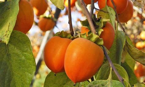 Kako Mela – 10 Semi, Forma Appiattita, Sapore Dolce, Maturazione Novembre-Dicembre, Facile da Coltivare, Non-GMO