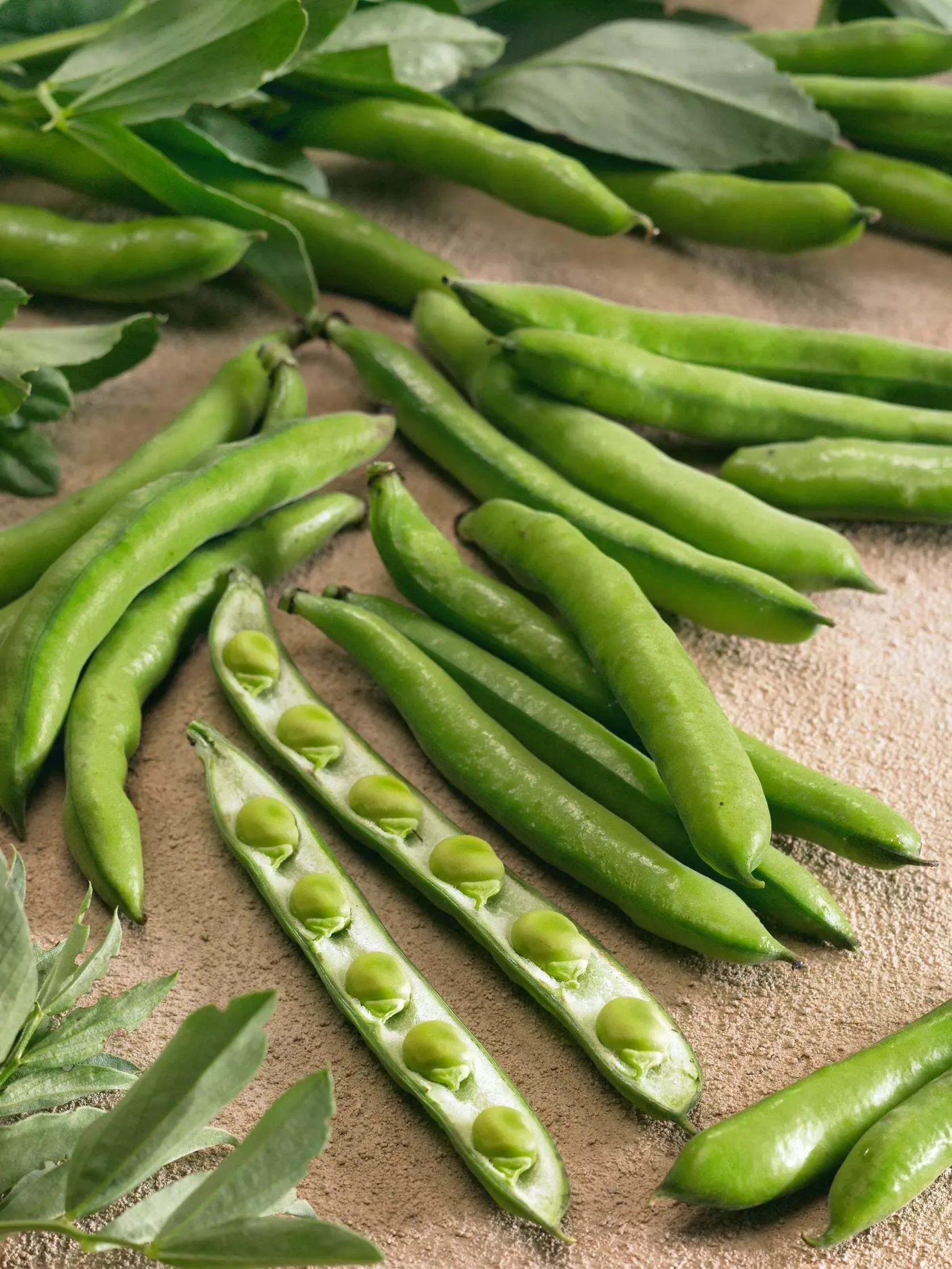 Fava Aguadulce Supersimmetrica – 10 Semi, Selezione Originale, Qualità Superiore, Resistente, Facile da Coltivare, Alta Germinabilità, Non-GMO