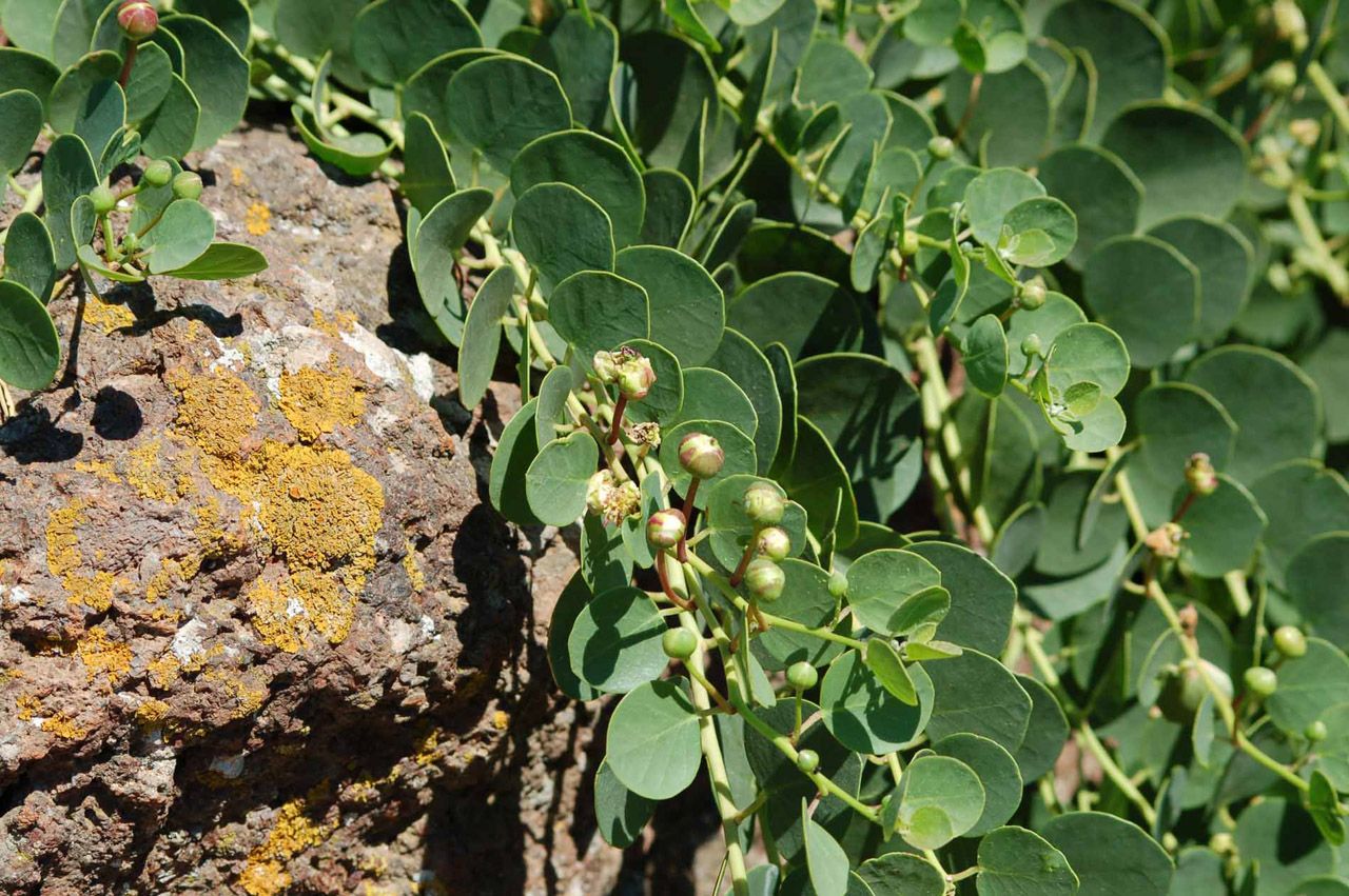 Cappero di Pantelleria – 10 Semi, Varietà Rinomata, Boccioli Compatti, Per Cucina, Facile da Coltivare, Alta Germinabilità, Non-GMO