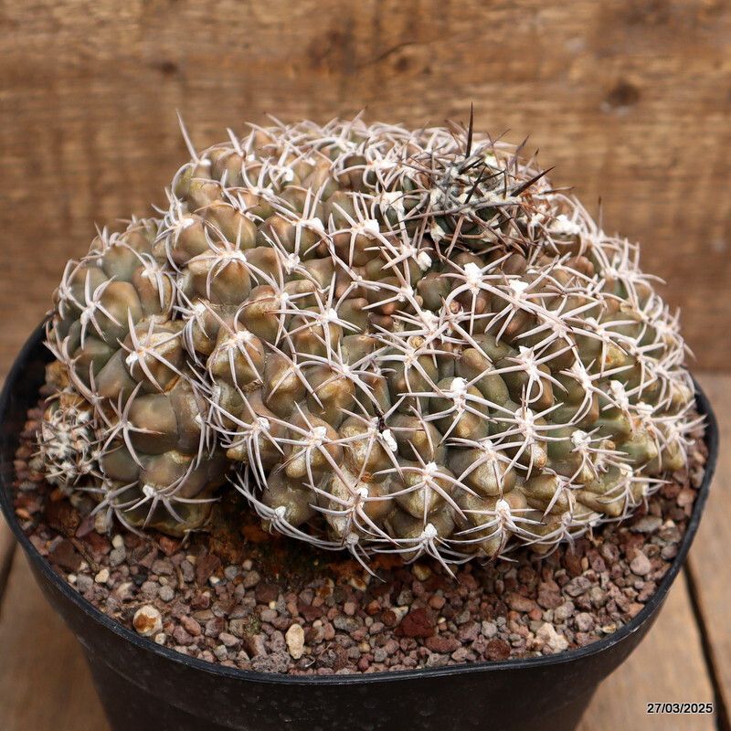 Gymnocalycium marsoneri - 10 Semi – Alta Germinabilità, Varietà Selezionata, Non-GMO