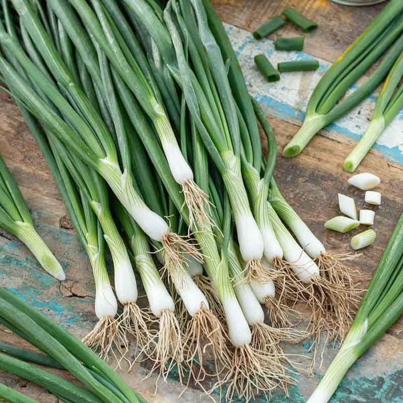 Cipolla White Lisbon – 30 Semi, Da Cipollotto, Rapida Crescita, Insalate, Facile da Coltivare, Alta Germinabilità, Non-GMO