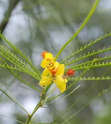 Retama Gialla – 10 Semi, Rustica, Fioritura Oro, Giardino, Facile da Coltivare, Alta Germinabilità, Non-GMO