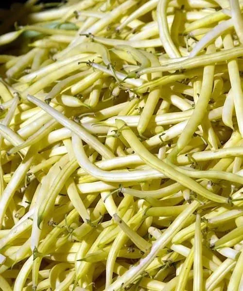 Rocquencourt Dwarf Bean – 10 Seeds, Butter Yellow Pod, Mild Flavor, Early, Easy to Grow, High Germinability, Non-GMO