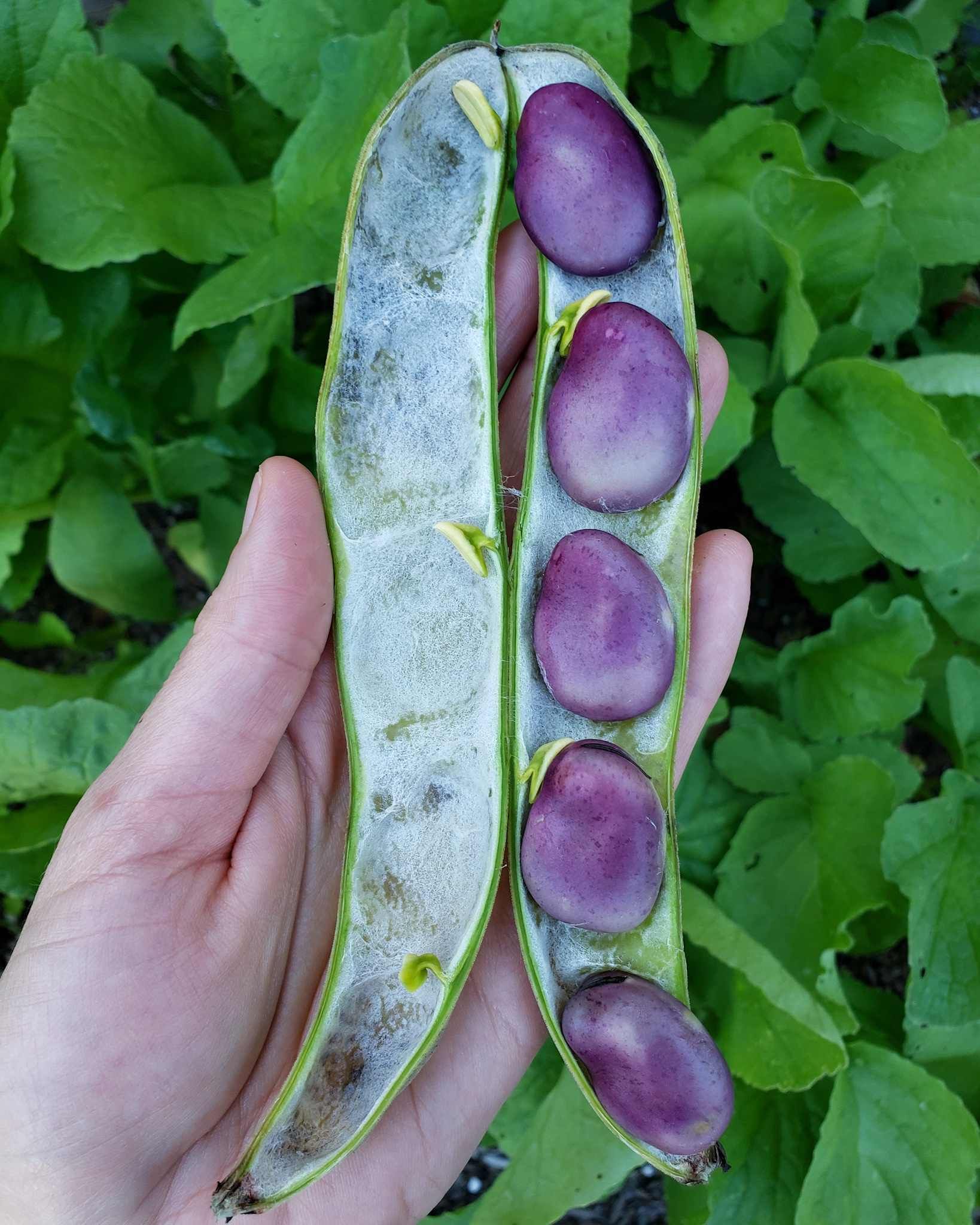Fava Extra Precoce Grano Violetto – 10 Semi, Seme Caratteristico, Molto Produttiva, Tradizionale, Facile da Coltivare, Alta Germinabilità, Non-GMO