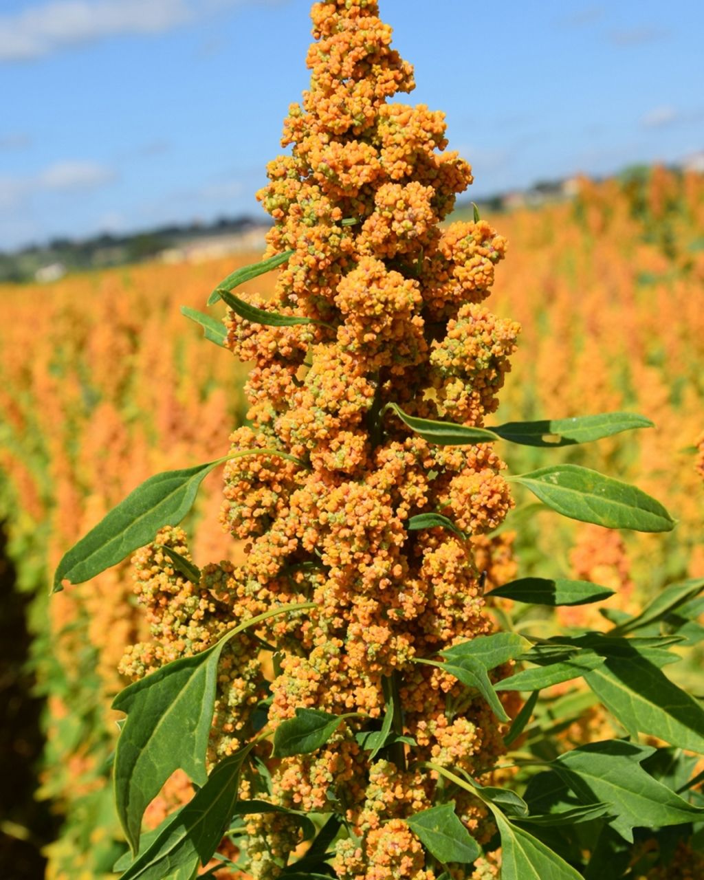 80 Semi di Quinoa Quipu – Semi Freschi, Alta Germinabilità, No-GMO