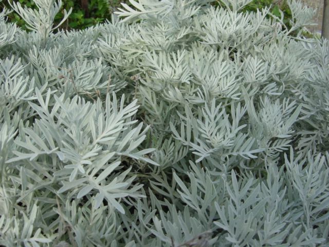 10 Semi di Cineraria Marittima - Semi Freschi, Alta Germinabilità, No-GMO