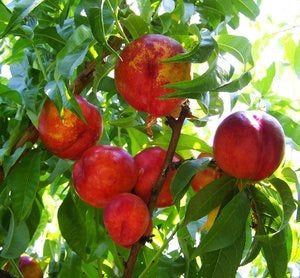 Independence Nectarine – 10 Seeds, Oval Shape, Very Firm Yellow Flesh, Ripens Mid-July, Easy to Grow, Non-GMO