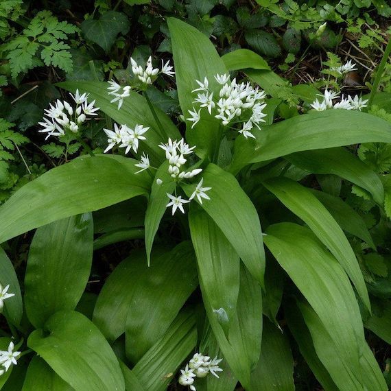 10 Semi di Aglio comune Allium sativum – Semi Freschi, Alta Germinabilità, No-GMO