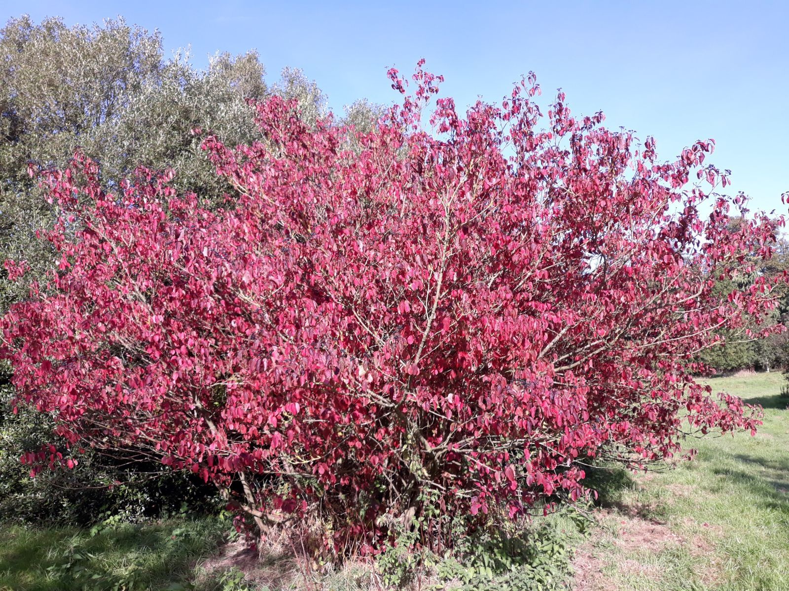 Sanguinella – 10 Semi, Rami Rossi, Decorativo, Giardino, Facile da Coltivare, Alta Germinabilità, Non-GMO