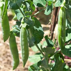 Dwarf Pea Small Provençal – 10 Seeds, Early Variety, Curved Pod, Green Seed, Easy to Grow, High Germination, Non-GMO