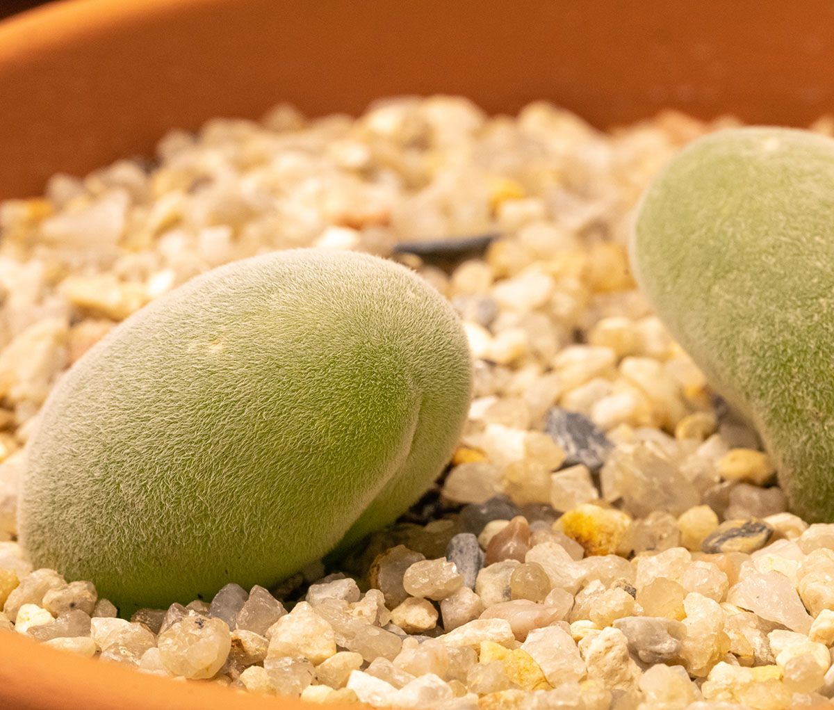 Muiria - 10 Semi – Alta Germinabilità, Varietà Selezionata, Non-GMO