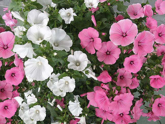 Lavatera Mix – 10 Semi, Fiori Satinati a Trombetta, Crescita Veloce, Giardino, Facile da Coltivare, Alta Germinabilità, Non-GMO
