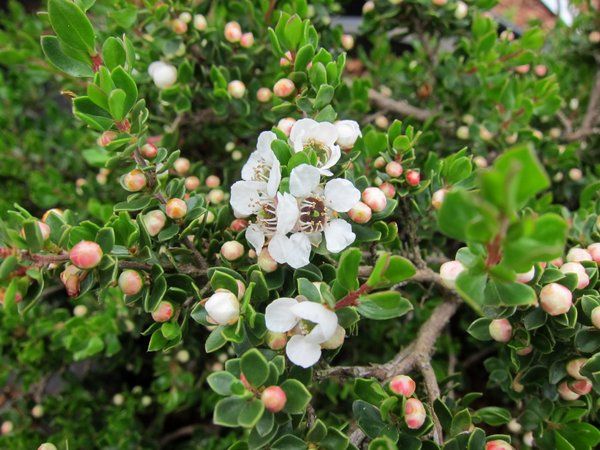 10 Semi di Tea tree alpino Leptospermum rupestre – Semi Freschi, Alta Germinabilità, No-GMO