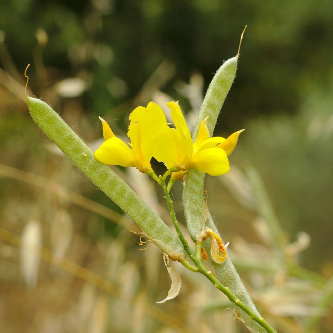 Gayomba – 10 Semi, Ginestra, Fiori Gialli, Profumo, Facile da Coltivare, Alta Germinabilità, Non-GMO