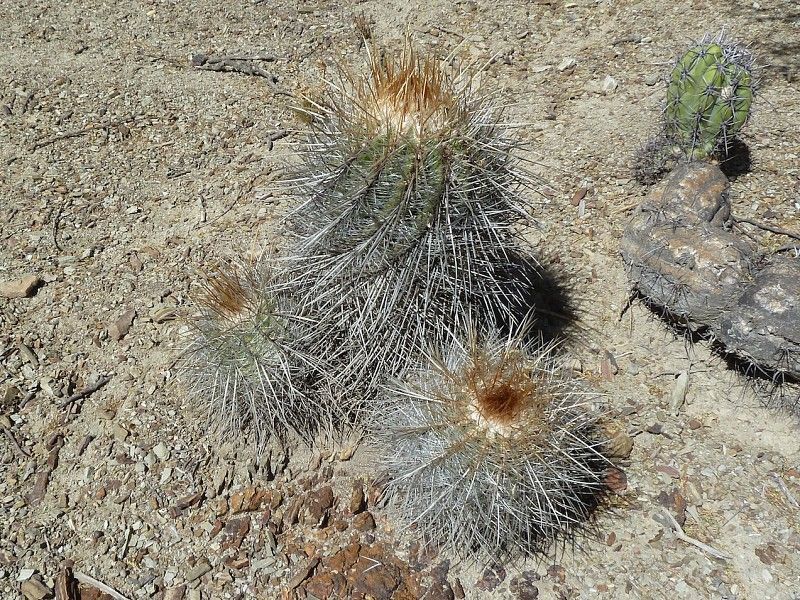 Parodia commutans - 10 Semi – Alta Germinabilità, Varietà Selezionata, Non-GMO