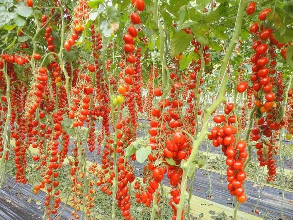 50 Semi di Pomodoro Datterino Solanum lycopersicum Datterino – Semi Freschi, Alta Germinabilità, No-GMO