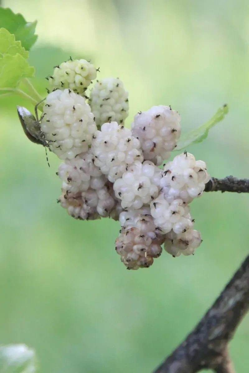 Gelso Bianco – 10 Semi, Frutti Dolci, Foglie Seta, Orto, Facile da Coltivare, Alta Germinabilità, Non-GMO