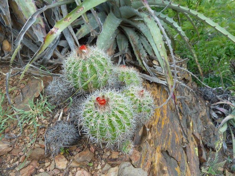 Parodia procera - 10 Semi – Alta Germinabilità, Varietà Selezionata, Non-GMO