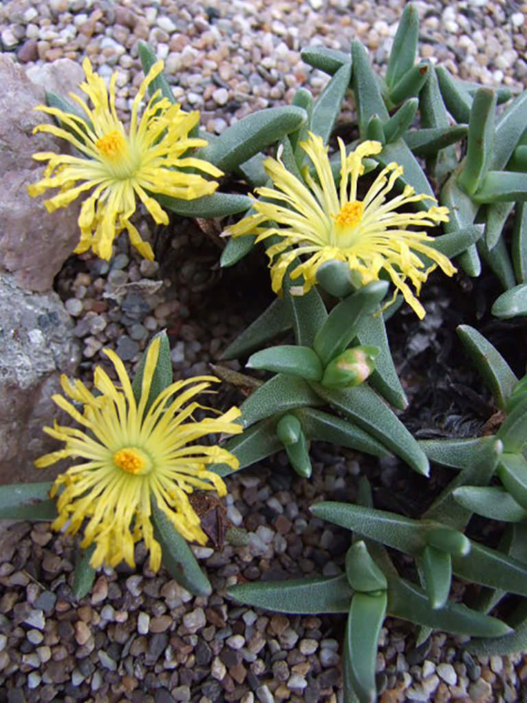 Orthopterum - 10 Seeds – High Germination, Selected Variety, Non-GMO