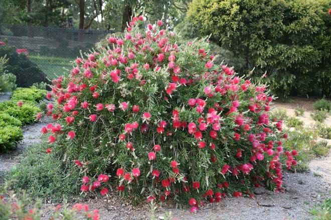 Callistemon Reeves Pink – 10 Semi, Rosa Intenso, Compatto, Ornamentale, Facile da Coltivare, Alta Germinabilità, Non-GMO