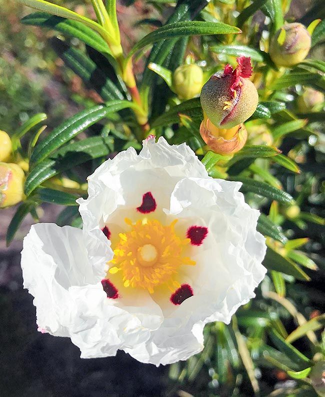 Cisto Ladano – 10 Semi, Resinoso, Fiori Grandi, Giardino, Facile da Coltivare, Alta Germinabilità, Non-GMO