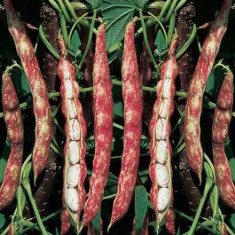 Borlotto Lamon Climbing Bean – 10 Seeds, Superior Quality, Large and Floury Grain, Highly Valued, Easy to Grow, High Germinability, Non-GMO