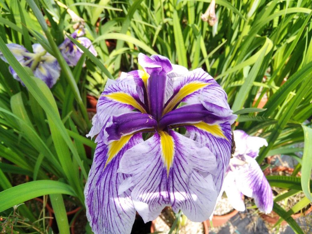 20 Semi di Iris giapponese Iris ensata – Semi Freschi, Alta Germinabilità, No-GMO