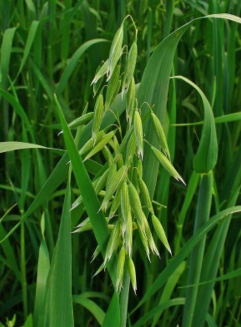 80 Semi di Avena Sativa – Semi Freschi, Alta Germinabilità, No-GMO