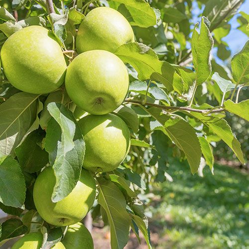 Granny Smith Apple Tree – 10 Seeds, Green Skin, Tart and Crunchy Taste, Ripens Late October, Easy to Grow, Non-GMO